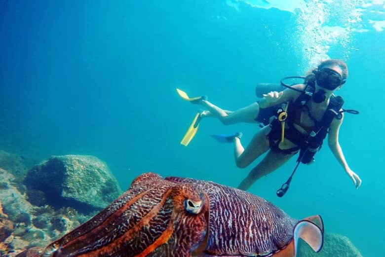 Diving in Dibba Al-Fujairah