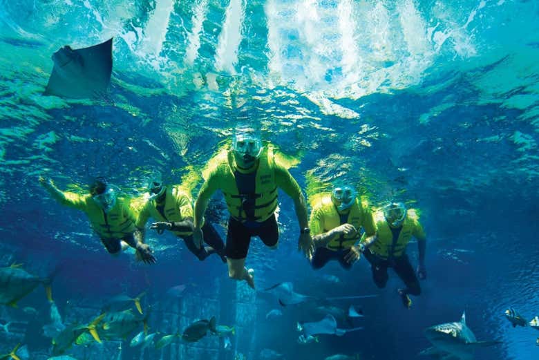 Snorkeling in Aquaventure Waterpark