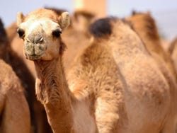 Al Ain, camel market