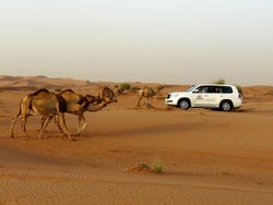 The Desert Safari