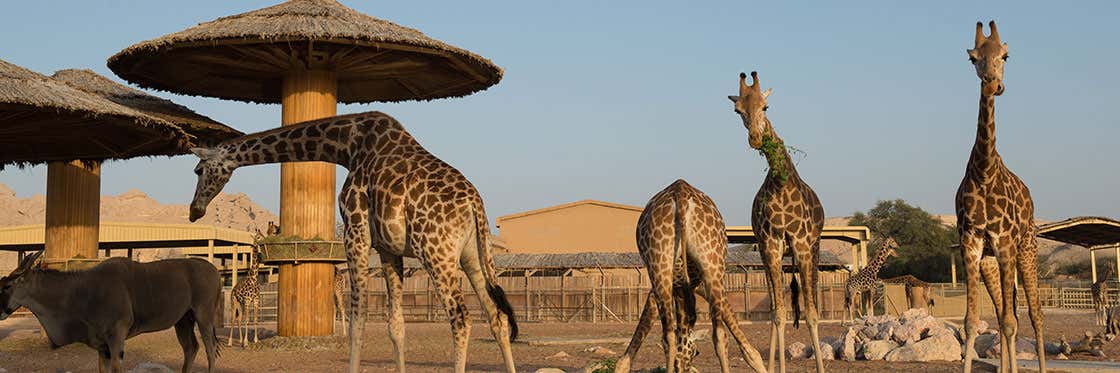 Dubai Safari Park